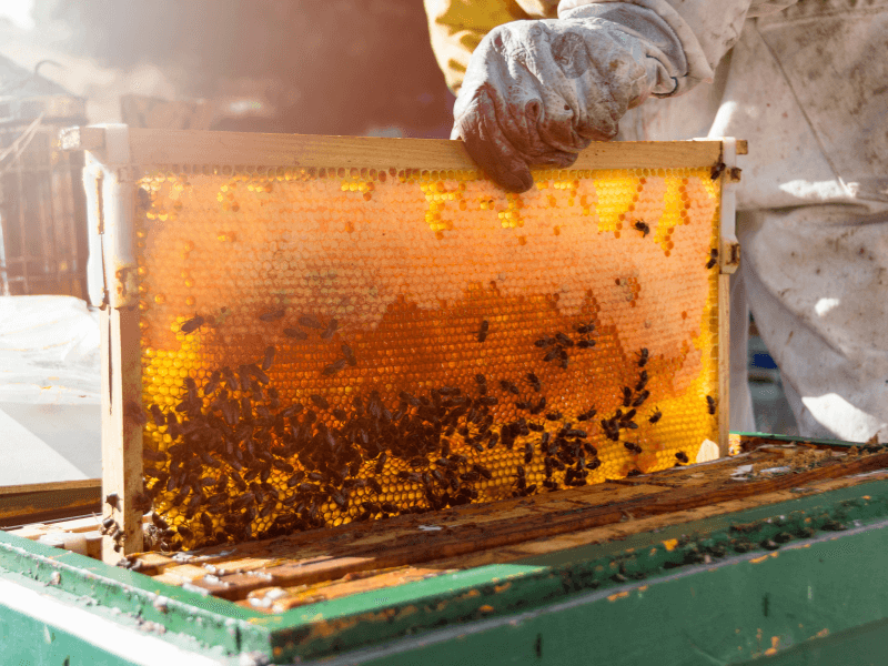 Día Mundial de las Abejas