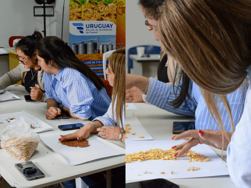 Escuela recibidores de Granos